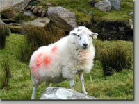 Sheep