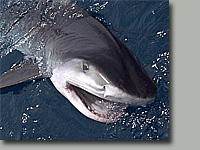 Deep Sea Angling